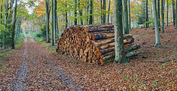 A picturesque view of a forest in autumn adorned with fallen leaves and a neatly stacked pile of logs alongside a trail. Tall trees frame the serene landscape, evoking peace and tranquility.