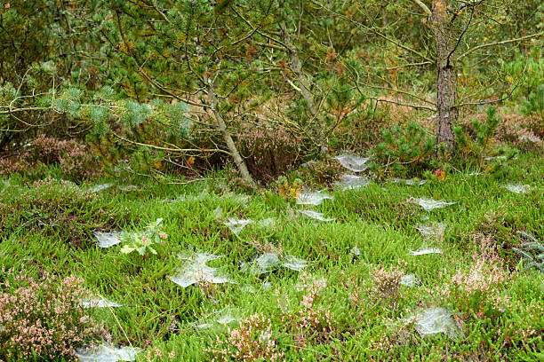 A serene natural scene featuring dew-kissed spiderwebs glittering in the morning light, nestled in vibrant heather. This enchanting forest floor view evokes fascination with nature's intricacies and delicate beauty.