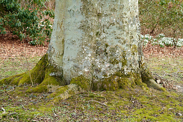 Close-up of a tree trunk with textured bark and prominent moss-covered roots in a forest setting. Small snowdrops (Galanthus nivalis) and greenery surround the scene, evoking nature's beauty in a serene manner.