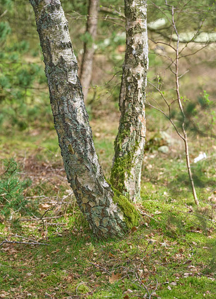 istock Close-up of moss-covered birch trees in a serene Danish forest during springtime 2227617156