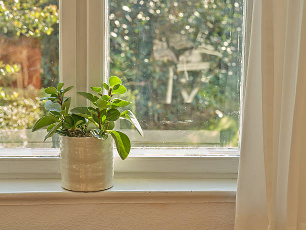 A Danish windowsill with Peperomia plant bathing in soft sunlight amid warm ambiance