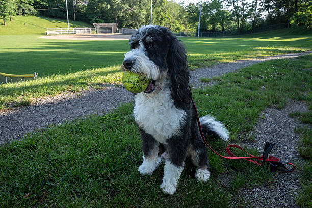 Bernedoodle dog on path with softball at Mowry Park, Pittsburgh stock photo