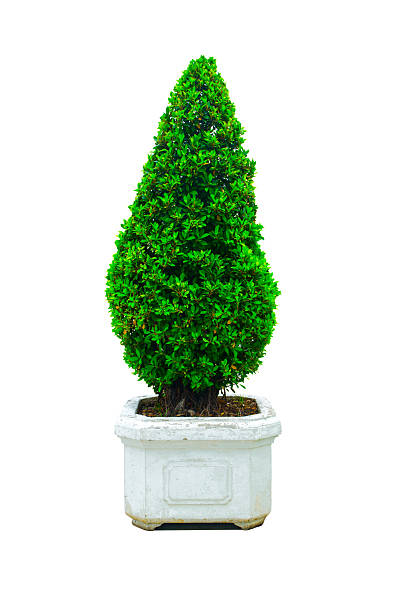 istock Beautiful Cone dwarf hedges cut green tree in a square white ceramic pot isolated on white background. 2227619106