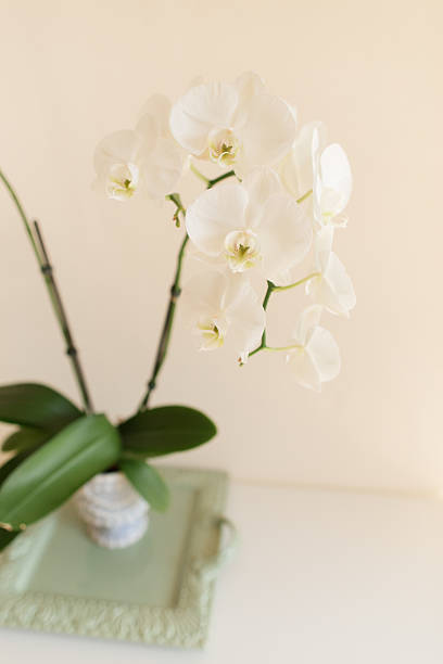 White Orchid Plant in a Charming Light Blue & White Pot with a Sage Green Tray on a White Table with a Neutral Background.