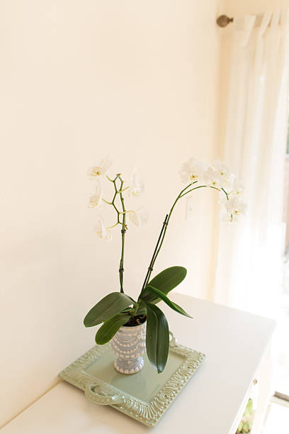 istock White Orchid Plant in a Charming Light Blue & White Pot with a Sage Green Tray on a White Table with a Neutral Background 2227622765