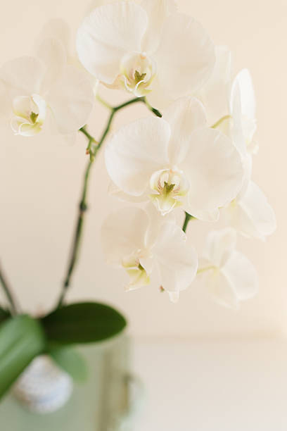 istock White Orchid Plant in a Charming Light Blue & White Pot with a Sage Green Tray on a White Table with a Neutral Background 2227622767