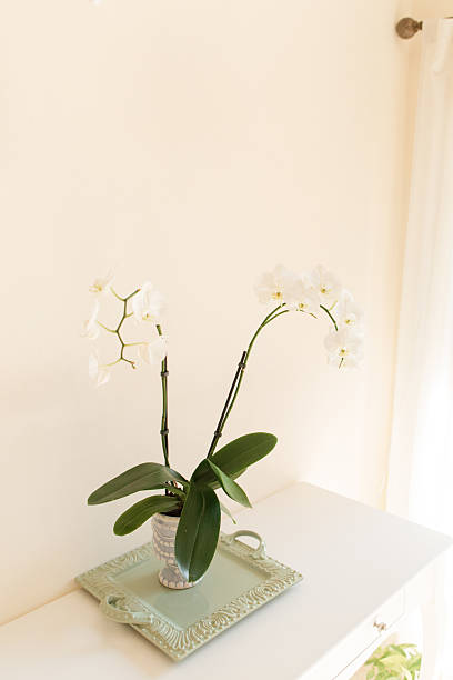 istock White Orchid Plant in a Charming Light Blue & White Pot with a Sage Green Tray on a White Table with a Neutral Background 2227622772