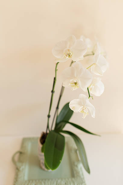 istock White Orchid Plant in a Charming Light Blue & White Pot with a Sage Green Tray on a White Table with a Neutral Background 2227622782