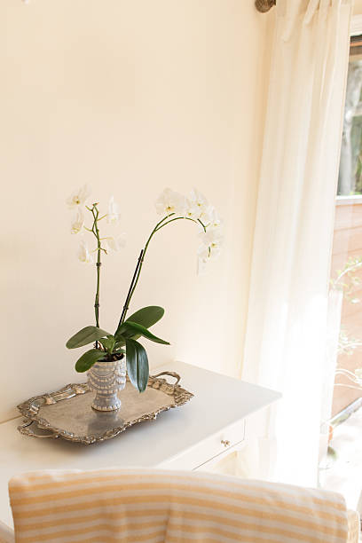 istock White Orchid Plant in a Charming Light Blue & White Pot with a Silver Tray on a White Table with a Neutral Background 2227622799