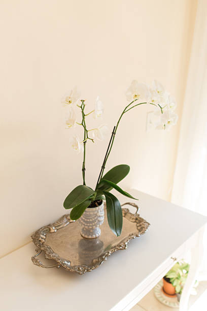 istock White Orchid Plant in a Charming Light Blue & White Pot with a Silver Tray on a White Table with a Neutral Background 2227622801