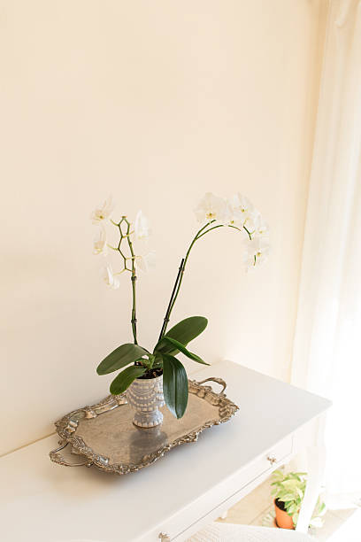 istock White Orchid Plant in a Charming Light Blue & White Pot with a Silver Tray on a White Table with a Neutral Background 2227622802