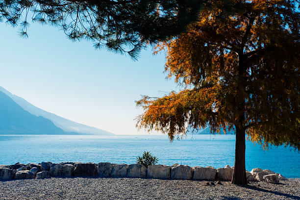 Autumn Garda lake Mountain view and big Autumn tree in Riva del Garda, Trentino-South Tyrol, Italy