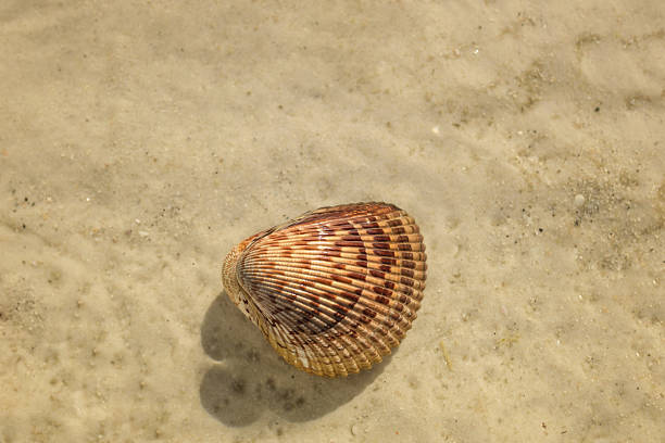 seashell on the white sand