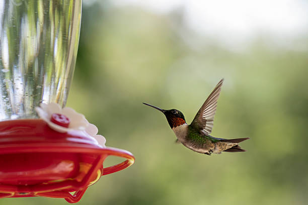 istock Male ruby-throated hummingbird hovers near feeder in soft light 2227624131
