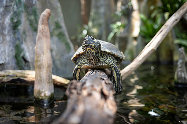 A turtle sits on a log at the Tampa aquarium in Tampa, Florida, United States