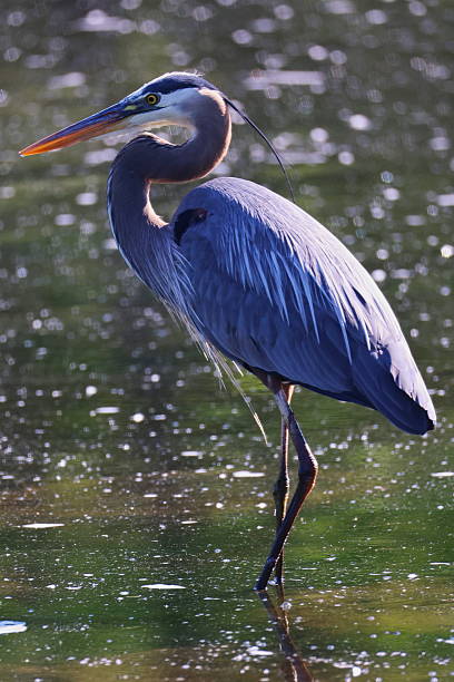istock Great Blue Heron question mark neck.  With long blue hair 2227625640