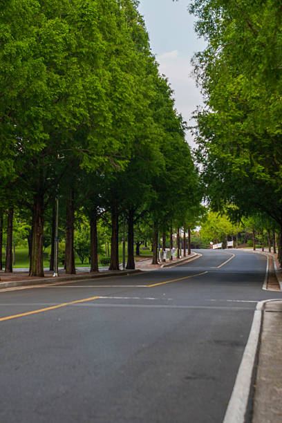 istock A serene journey down a beautiful tree-lined street with lush green foliage creating a natural tunnel 2227626034