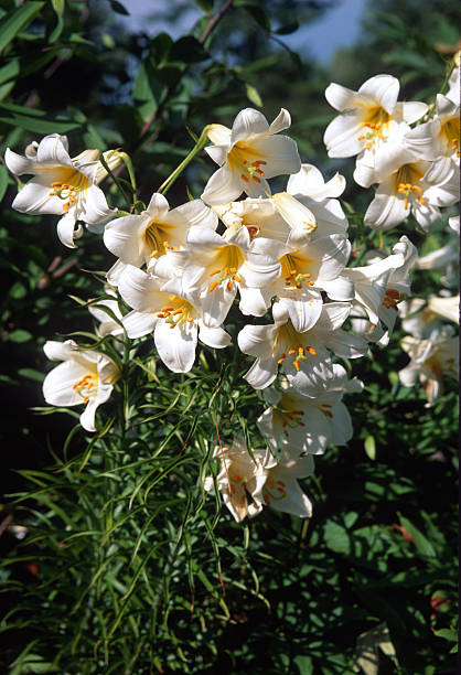 Rain Lily (Zephyranthes candida): Late Summer Blossoms in the Backyard Garden