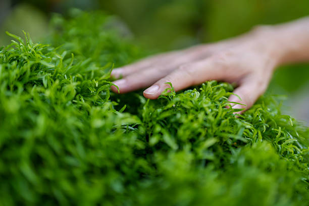 Close-up of a human hand gently brushing through fresh green leaves, symbolizing nature and connection.