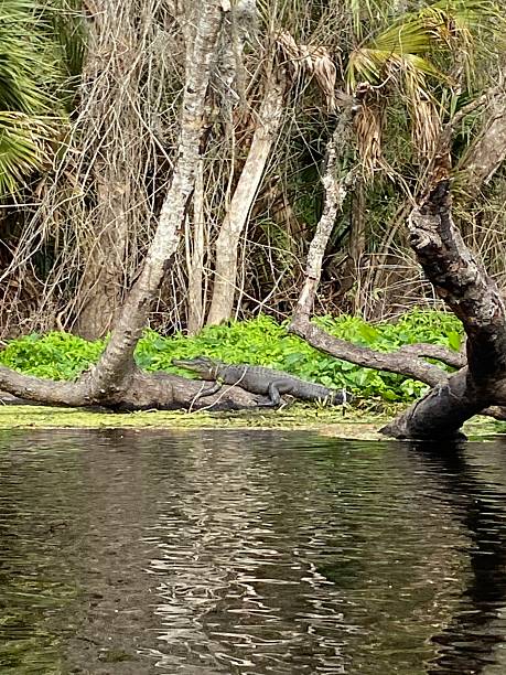 istock Alligator In The Wild 2227627423