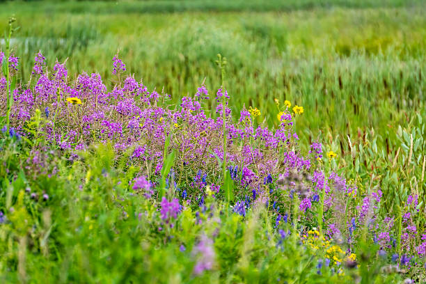 Fireweed flowers in Hilliardton Marsh Research and Education Center, Temiskaming District, Ontario