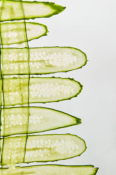 istock Abstract Composition of Sliced Cucumbers on White Background, Cucumber slices on a white background. Close-up. 2227631203