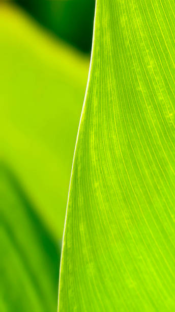 istock A bright green leaf with a partial view, emphasizing the youthful curves and glossy surface. Behind it is a natural, blurred green background, creating a refreshing and relaxing feeling. 2227631582