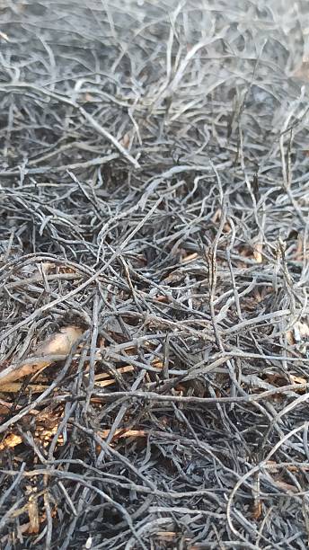 istock Charred Black Leaves After Burning 2227633616