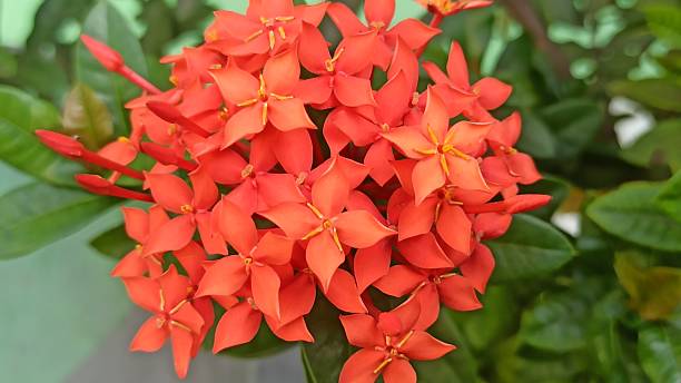 istock Vibrant Red Ashoka Flowers in Full Bloom 2227634182