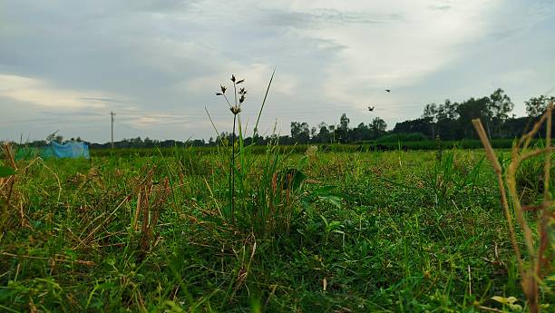 istock Beautiful Green Field Under Clear Blue Sky 2227635681