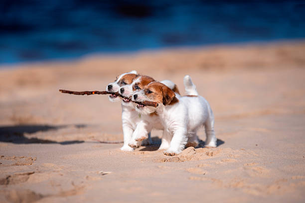 istock Playing Jack Russel terrier puppies 2227640794