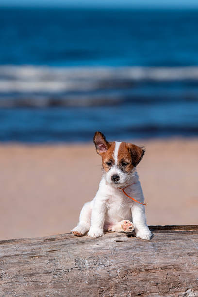 small jack russell terrier puppy