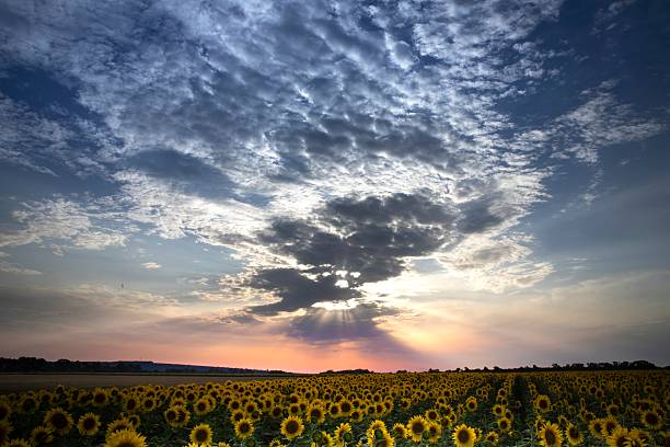 istock Sunflower field at sunset with dramatic clouds in the sky 2227641680