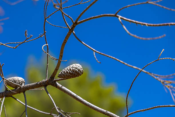Mediterranean vegetation, the effect of high temperatures on trees, dry pine cones on branches