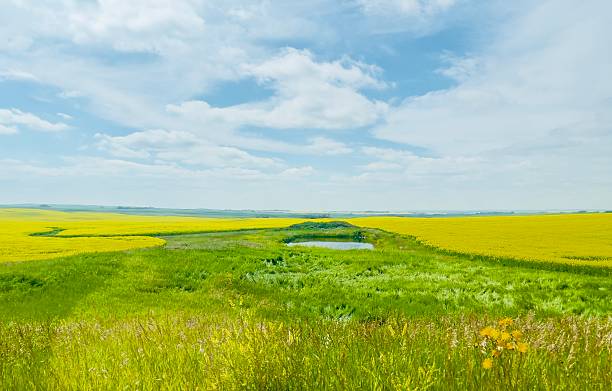 istock Canola fields Alberta Canada in the summer 2025 2227644338
