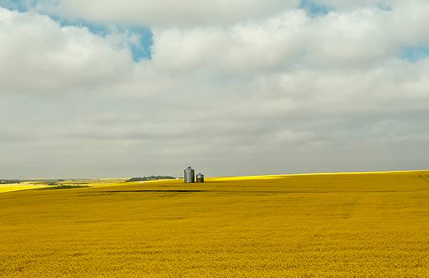 istock Canola fields Alberta Canada in the summer 2025 2227644417