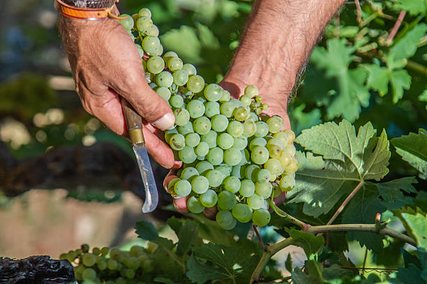 istock male hands showing mature white wine grape 2227644435