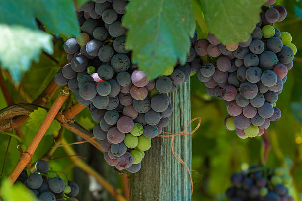 istock Close-up of sulphated grapes on the vine 2227644559