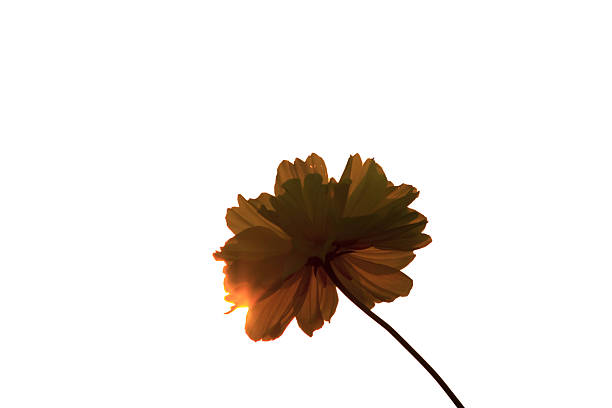 Yellow cosmos flowers on a white background