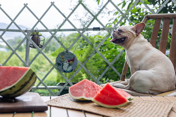 istock French Bulldog and Watermelon 2227646302