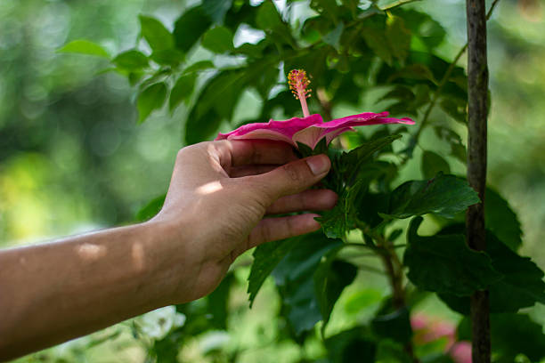 istock A man holds a flower, and the background is blurred 2227646993