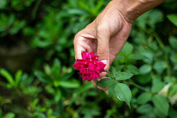istock A man holds a red flower, and the background is blurred 2227647000
