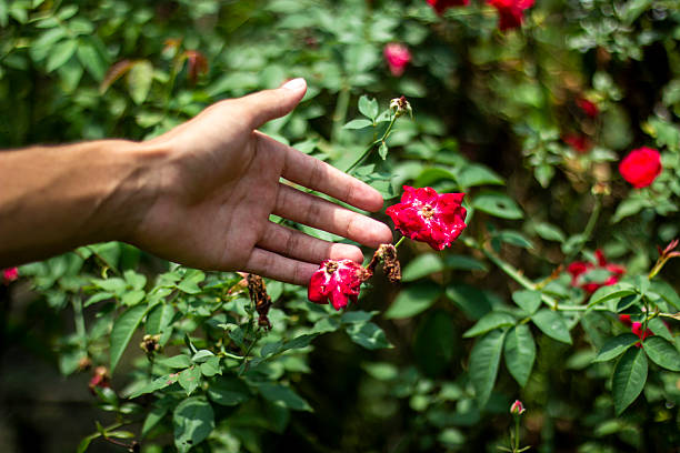 istock A man holds a red flower, and the background is blurred 2227647109