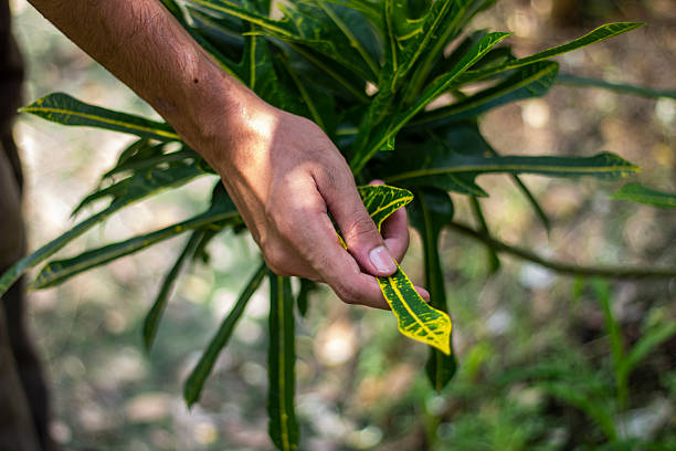 istock A man holds some leaves, and the background is blurred 2227647235