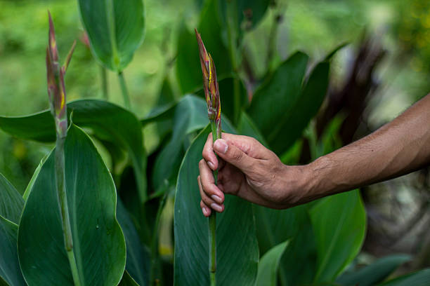 istock A man holds some leaves, and the background is blurred 2227647318