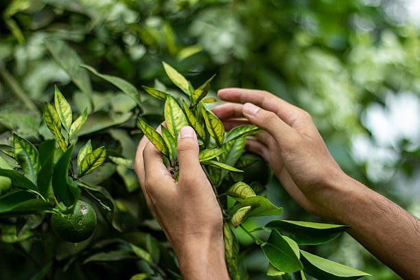 istock A man holds some leaves, and the background is blurred 2227647320