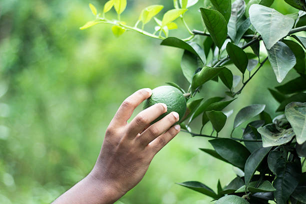 istock A man holds a green lemon with leaves, and the background is blurred 2227647630
