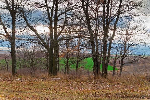 Trees in a field on a cloudy day in late autumn