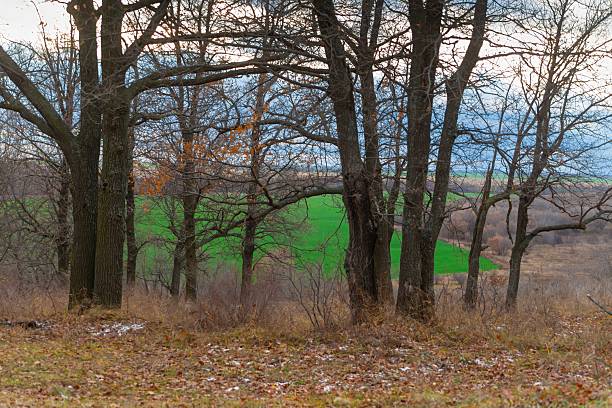 Trees in a field on a cloudy day in late autumn