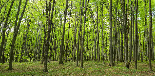 istock Landscape of beech forest on a summer evening 2227650300